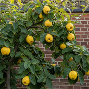 5ft 'Meech's Prolific' Quince Tree | 9L Pot | 2 Years Old